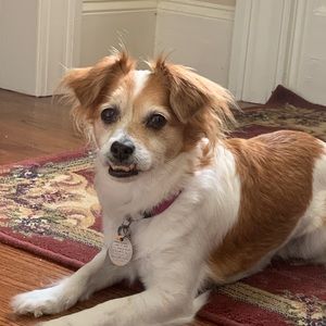 Meet your Posher, Allie